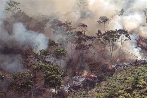 Incêndios Aumentam 8 No Amazonas Ante A 2019