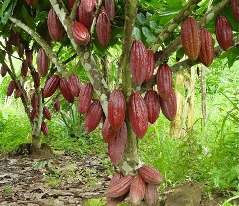 Cacao Tree Forestry