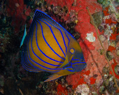 Le Poisson Ange Annelé Pomacanthus Annularis Poissons Marins Vie