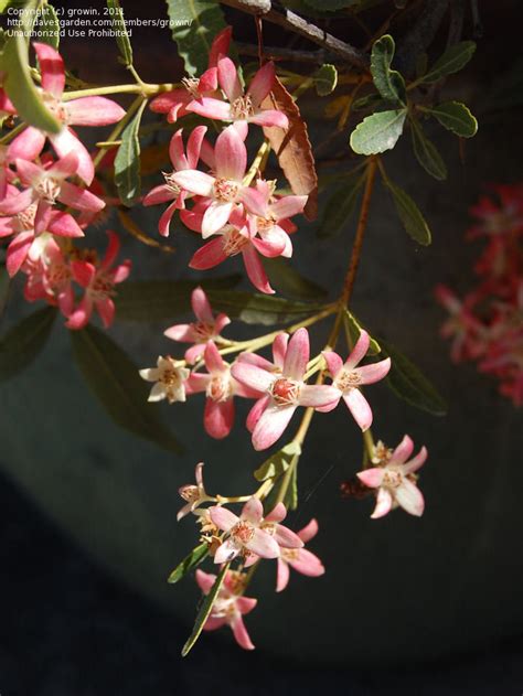 Plantfiles Pictures Ceratopetalum Christmas Bush New South Wales