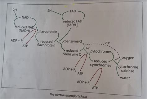 29the Electron Transport Chain Flashcards Quizlet