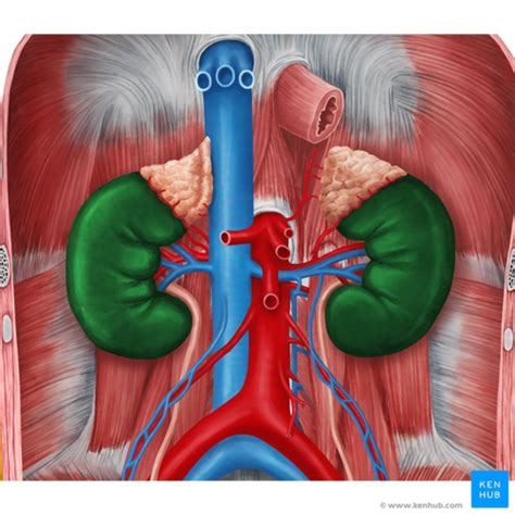 Kaarten Anatomie Tractus Urogenitalis 11 12 Quizlet