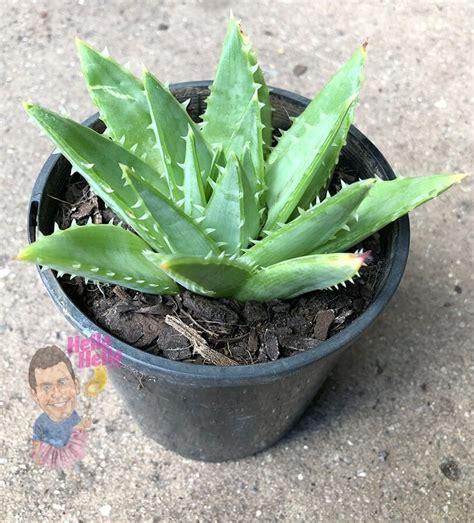 Aloe 'Spiral Aloe' 5" Pot - Hello Hello Plants & Garden Supplies