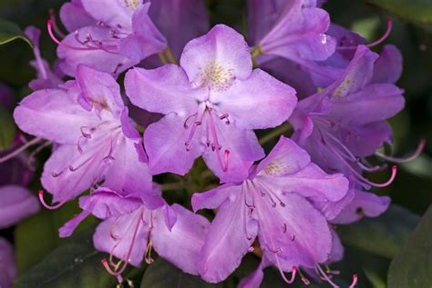 10 Types Of Azaleas For The Flower Garden