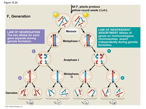 Ch The Chromosomal Basis Of Inheritance Ppt