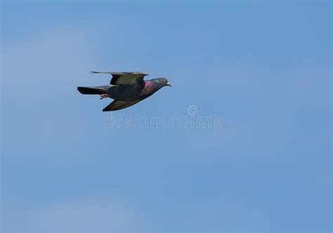 Wood Pigeon In Flight Stock Photo Image Of Bird Creature 31415032