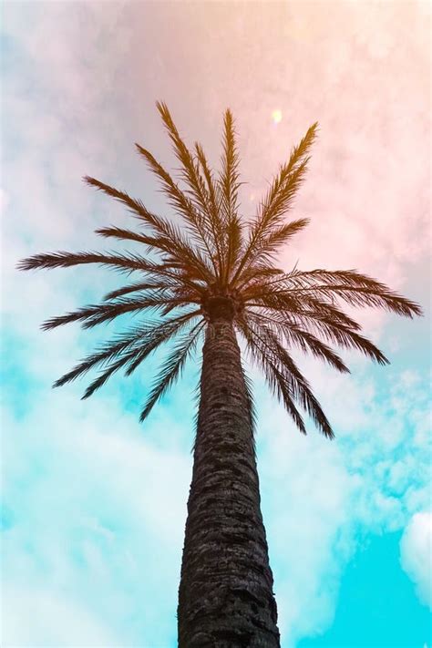 Palm Tree and Blue Sky in Autumn Stock Photo - Image of branches ...