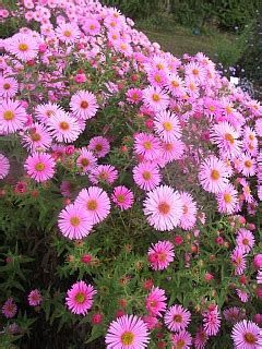 Kostenloser Versand Aster Novae Angliae Rosa Sieger Lubera Ch