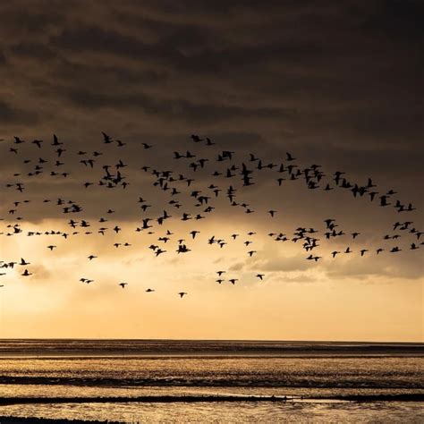 brant facts diet habitat pictures  animaliabio