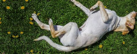 Why Do Dogs Like To Roll On Their Backs