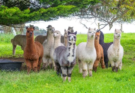 Group Of Colorful Huacaya Alpacas Breeds Llamas On The Green Grass