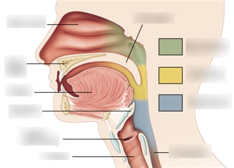 Human Speech Organs Diagram | Quizlet