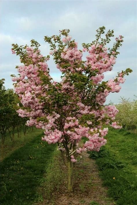 Вишня мелкопильчатая Pink Perfection (Пинк Перфекшен) на штамбе ...
