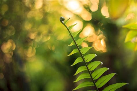 Free Images Tree Nature Forest Grass Branch Light Sunlight Leaf Flower Environment