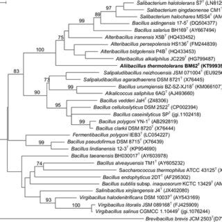 Maximum Likelihood Phylogenetic Tree Based On S Rrna Gene Sequences