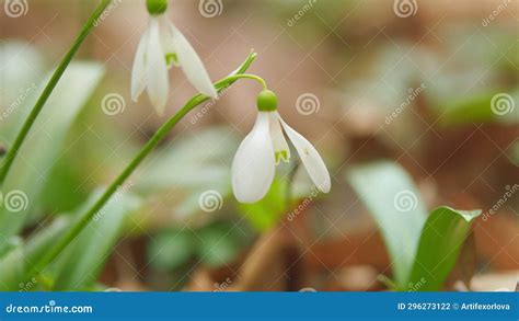 White Small Flower Beautiful Common Snowdrop Galanthus Nivalis Fresh