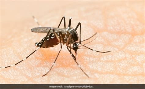 Dengue Fever Follow This Post Dengue Diet Plan For Fast Recovery