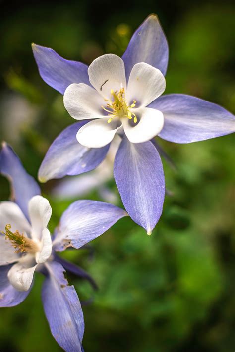 15 Top Native Plants of the Pacific Northwest