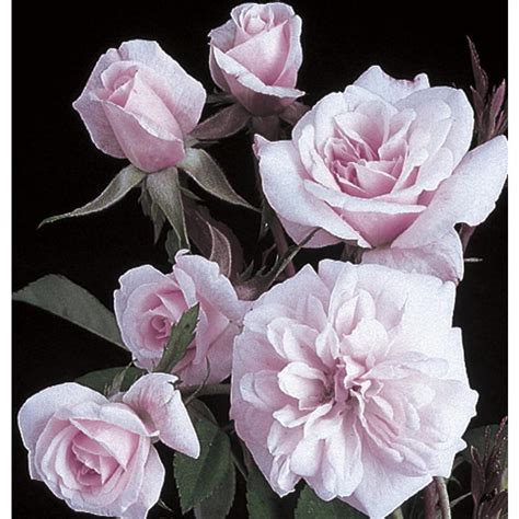 325 Gallon Cecile Brunner Climbing Rose L23768 At