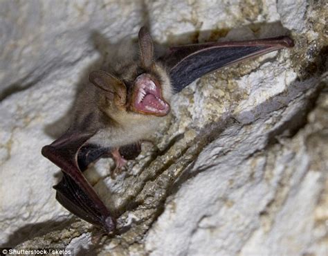 Vampire Bats In Brazil Have Started Feeding On Humans For The First