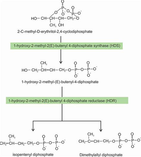 Biosynthesis of Steviol Glycoside