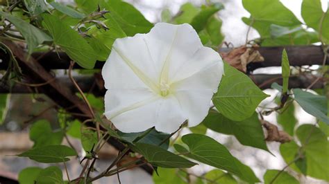 Moonflowers Planting Growing And Caring For Moonflower Vines