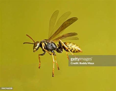 163 Paper Wasp Sting Stock Photos, High-Res Pictures, and Images ...