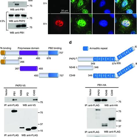 PKP2 Interacts And Co Localizes With PB1 A Primary Human Tracheal