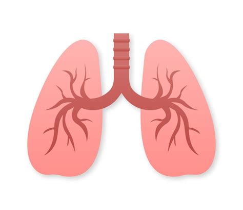 Pulmones estilo plano icono de ilustración vectorial ilustración