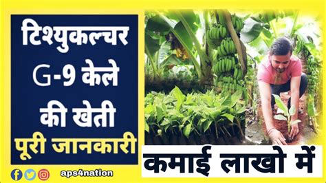 केले की खेती की संपूर्ण जानकारी G 9 Variety Banana Farming In India