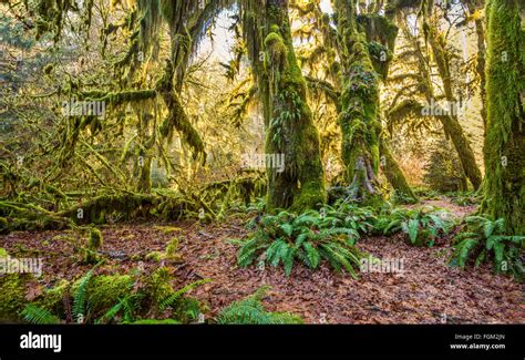 The Hoh Rainforest Of Olympic National Park In Washington State Stock