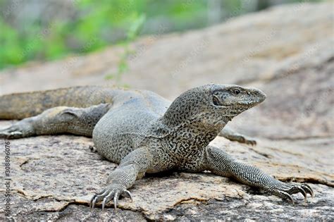 Bengal Monitor on the stone. The Bengal monitor (Varanus bengalensis ...