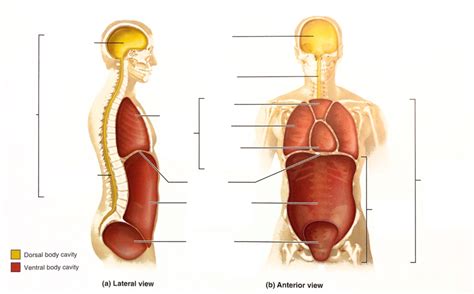 Body Cavities Diagram Quizlet