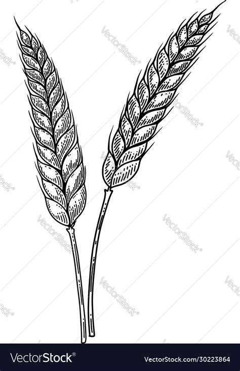 Wheat Spikelet In Engraving Style Design Element Vector Image