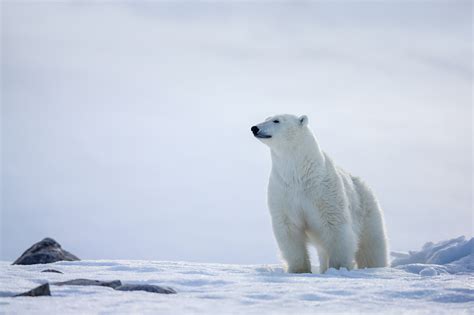 Polar Bear Standing Proud On Ice Fie Art Photo Print | Photos by Joseph ...