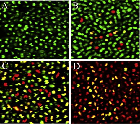 Confocal Laser Scanning Micrographs Of E Coli 190 Cells Without A