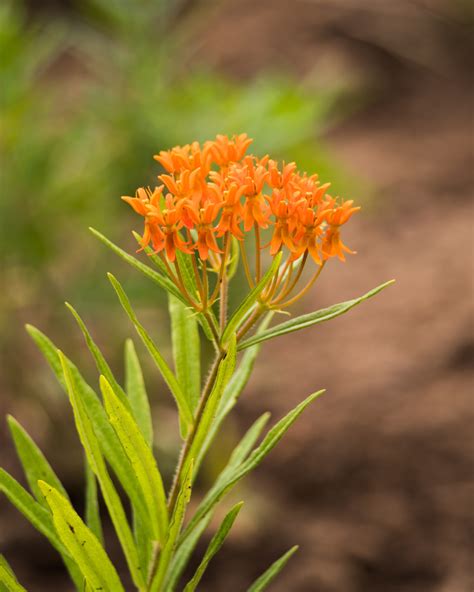 P Ontario Native Plant Nursery Container Grown