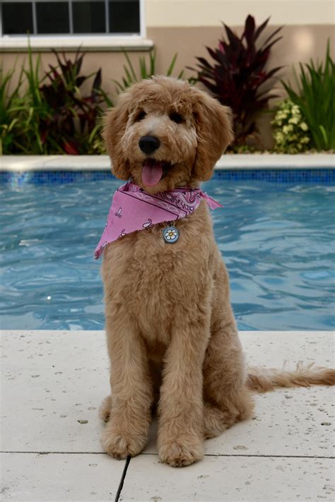 Our Doodle Daisy got her first haircut today. : Goldendoodles | Puppy
