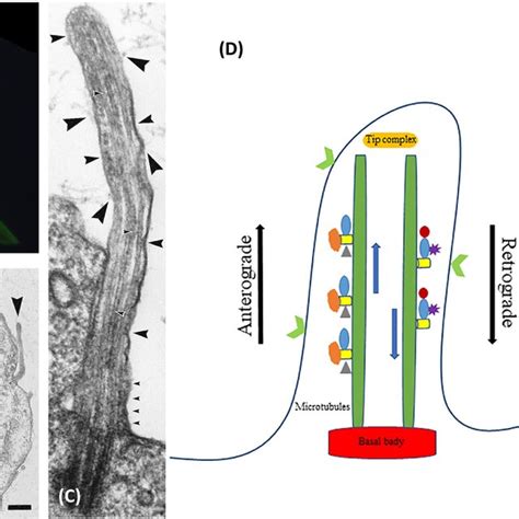 The Structure Of Primary Cilia Under Immunofluorescence Staining And Download Scientific