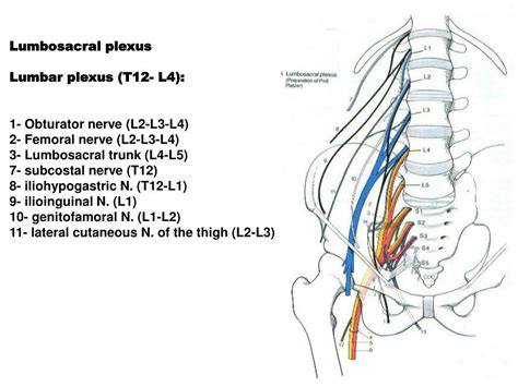 Ppt Lumbar And Sacral Plexuses Powerpoint Presentation Free Download