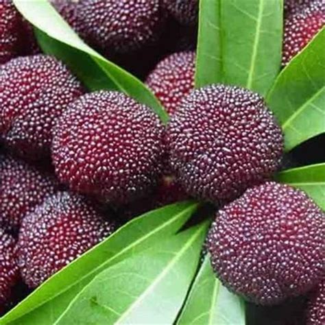 Sweet Bayberry Seeds Rare Exotic Tropical Fruit Trees Seeds Edible