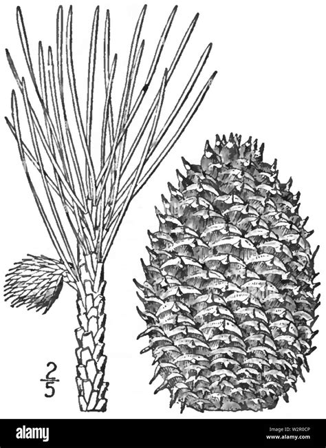 pinus pungens  res stock photography  images alamy