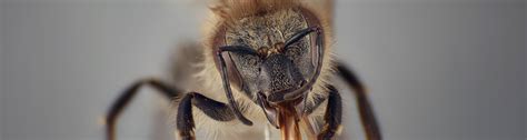 Research Update Anatolian And Arabian Honey Bees Uf Ifas Entomology And Nematology Department