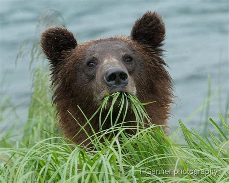 THE 15 BEST Things to Do in Haines - 2022 (with Photos) - Tripadvisor