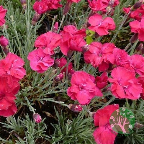 Pünkösdi Szegfű Dianthus Gratianopolitanus Bombardie