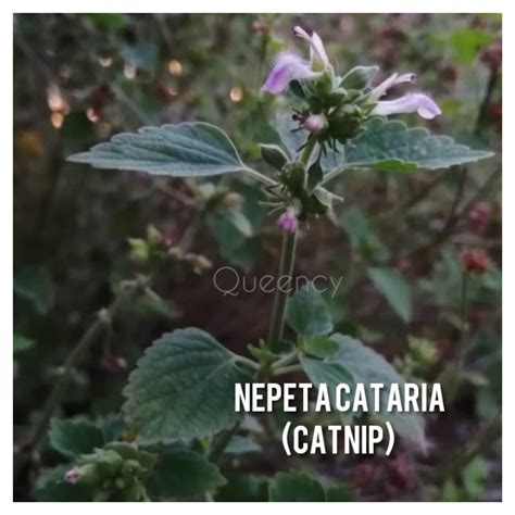 Catnip Seeds Catwort Nepeta Cataria Shopee Malaysia