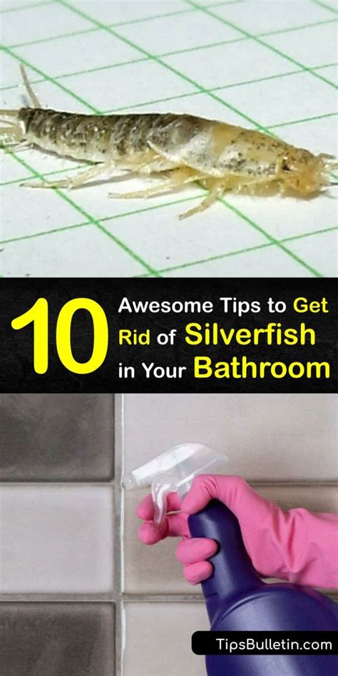 Killing Silverfish In The Bathroom Tricks To Get Rid Of Silverfish