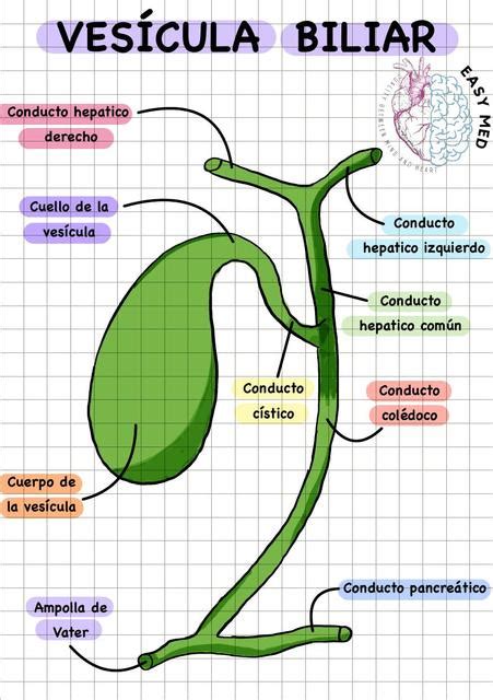 Anatom A En Ves Cula Biliar Easy Med Mayelin Peralta Udocz