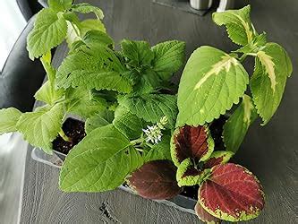 Coleus Rainbow Mix Buntnessel 200 Samen Amazon De Garten