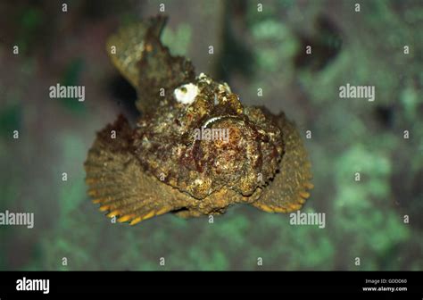 Synanceia verrucosa australia hi-res stock photography and images - Alamy